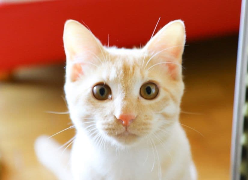 福井住まいのカメラ目線の愛猫