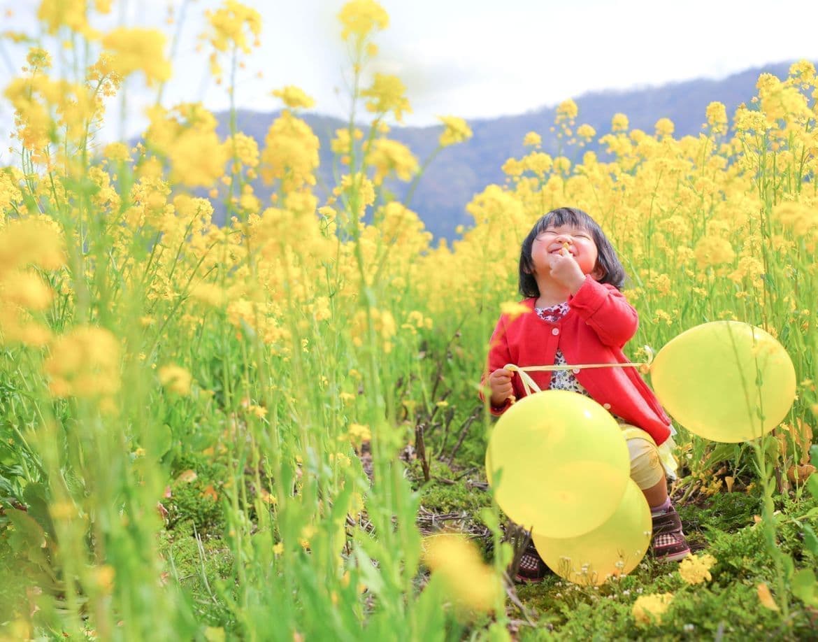 福井県鯖江市の菜の花フォト