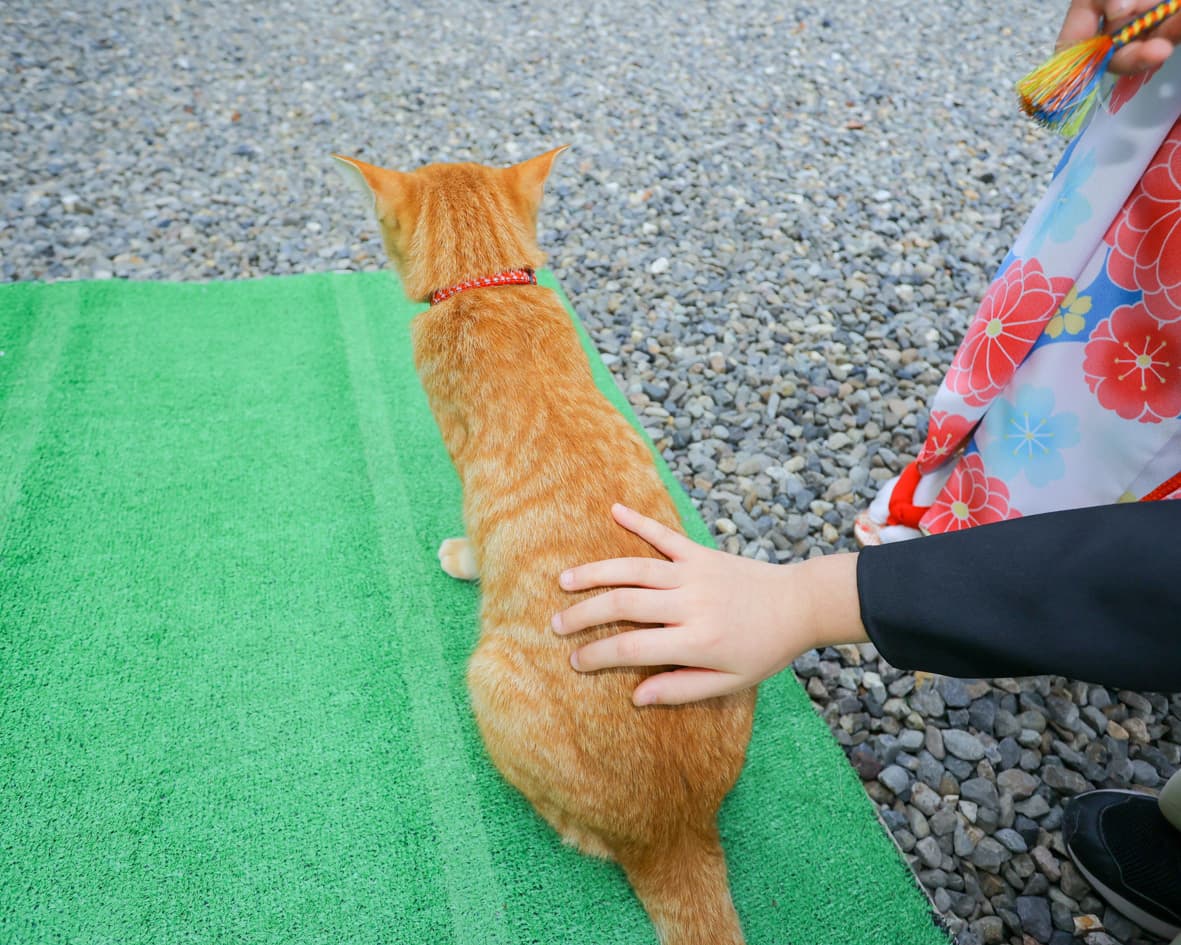 剣神社で猫のお出迎え