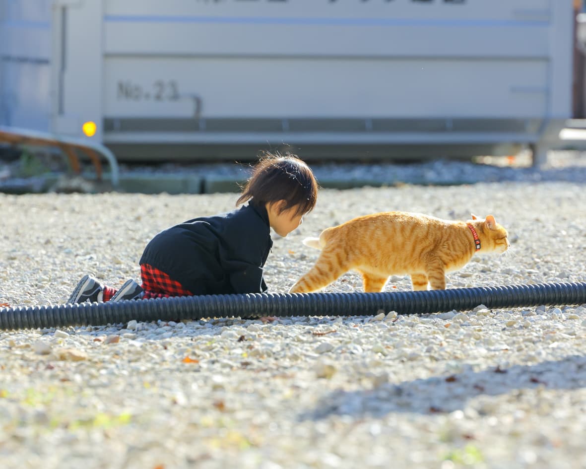 劔神社の猫と子供