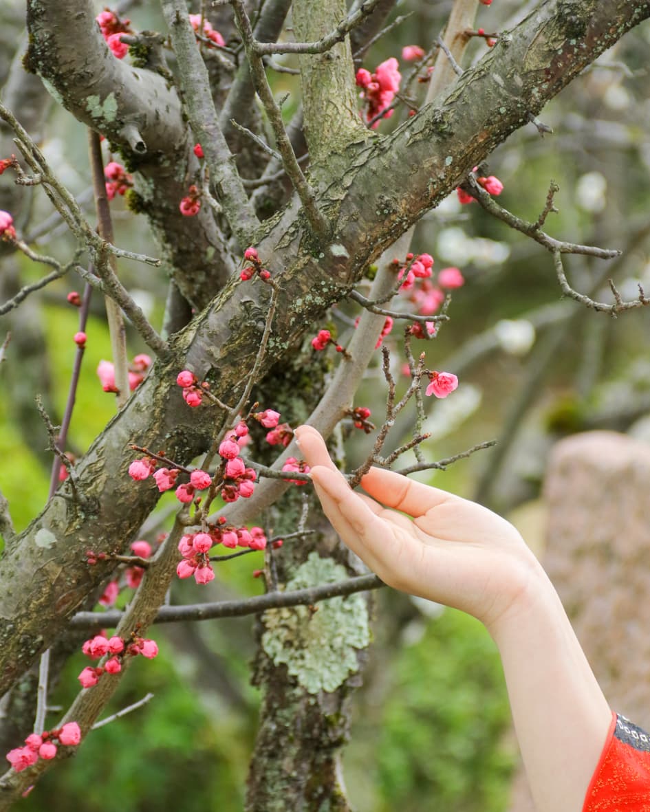 福井でロケーションフォトした時の梅