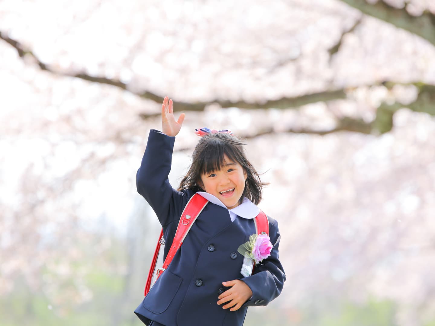 越前市の桜の下で撮った入学記念写真