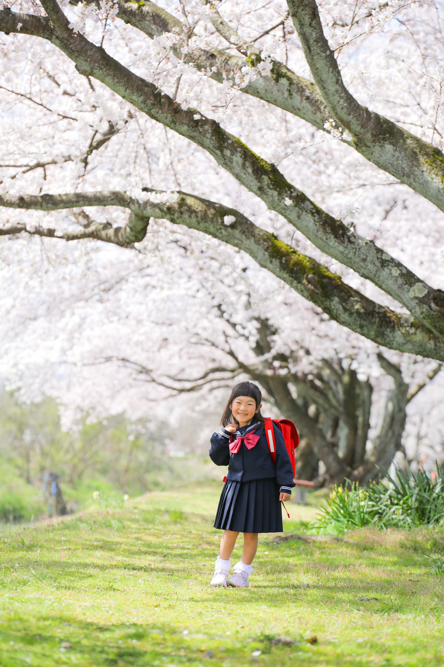 越前市の桜の下で撮った入学記念写真