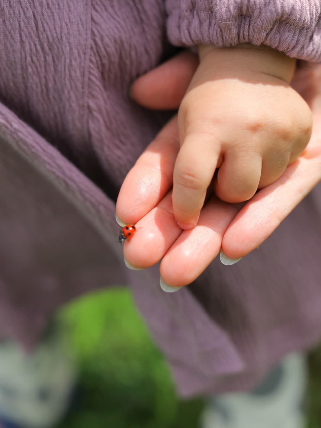 福井アオバフォトのカメラマンが鯖江市で撮った写真